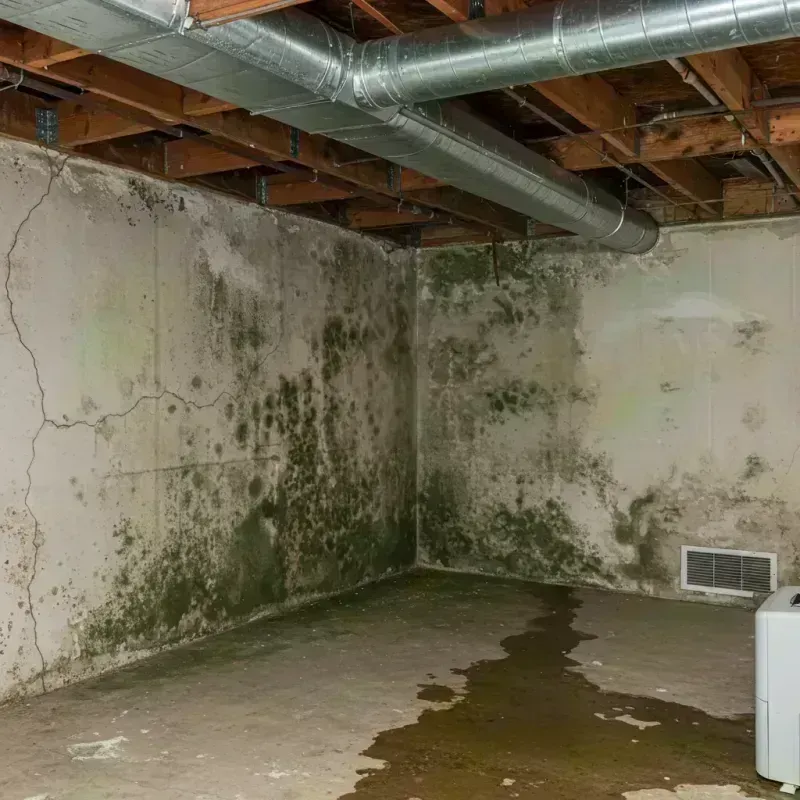 Professional Mold Removal in Canal Fulton, OH